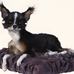 3d dog chihuahau 3D model