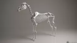 3D Horse Skeleton 3D model