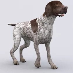 3DRT - German shorthaired pointer Low-poly  3D model