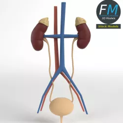 Anatomy - Human Kidney and Urinary System Low-poly  3D model