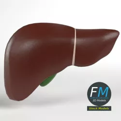 Anatomy - Human Liver and Gallbladder Low-poly  3D model
