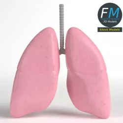 Anatomy - Human Lungs 3D model