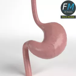 Anatomy - Human Stomach Low-poly  3D model