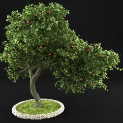 Apple tree 3D model