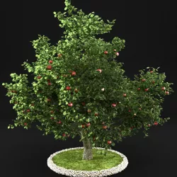 Apple tree 3D model