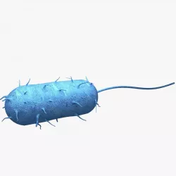 Bacteria 3D model