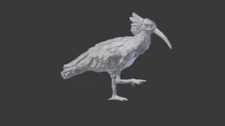 Bald ibis 3d print model 3D print model