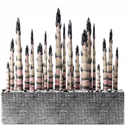 Bamboo shoots 3D model