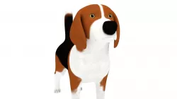 Beagle 3D model