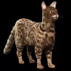 Bengal cat 3D model