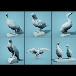 Bird Collection V1 Low Poly Models Low-poly  3D model
