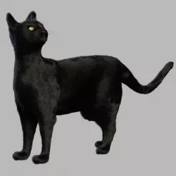 Black cat 3D model