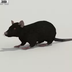  Black Rat 3D model