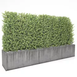 Boxwood - fence 01 3D model