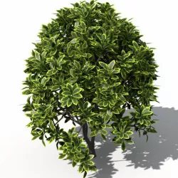 bush 3d 3D model