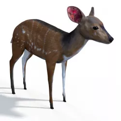 Bush buck  3D model