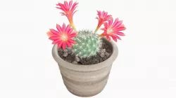 Cactus 3D model