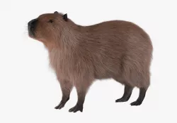 Capybara 3D model
