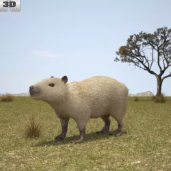  Capybara 3D model