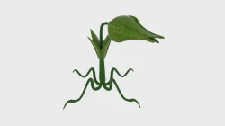  Cartoon Munch Plant  Low-poly  3D model