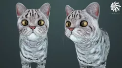 Cat - British  Silver Tabby - Young Kitten - Rigged Custom Low-poly  3D model