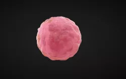 cells 3D model