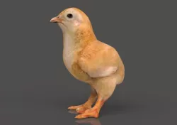 Chick Pulcino 3D model