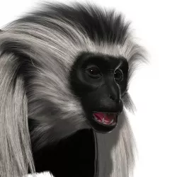 Colobus monkey with realistic fur Low-poly  3D model