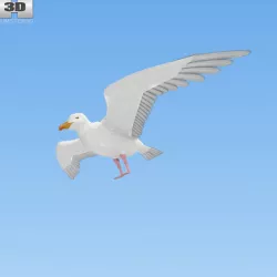 Common Gull 3D model