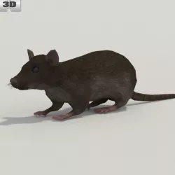  Common Rat 3D model