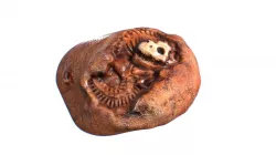 CORAL FOSSIL Carved skull Low-poly  3D model