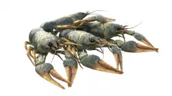 Crawfishes 3D model
