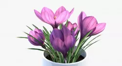 Crocus 3D model