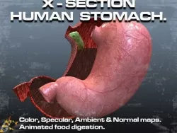 Cross Section Human Stomach Low-poly  3D model
