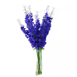 Delphinium blue  3D model