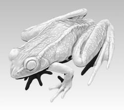frog realistic 3d models 【 STLFinder
