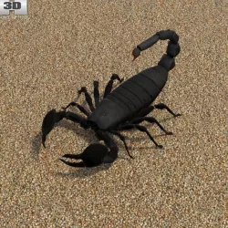 Emperor Scorpion 3D model