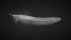Feather 3D model
