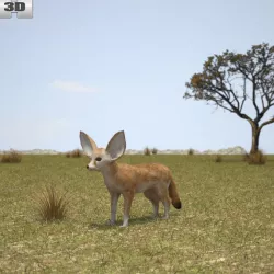 Fennec Fox 3D model