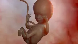 Fetus 3D model