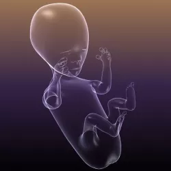 Fetus Human Baby silhouette Render Ready 3D model