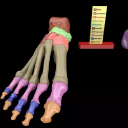 Foot Seperated Bones With colour coded Labels 3D print model
