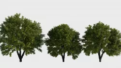Generic trees 3D model