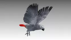 Grey Parrot Animated Low-poly  3D model