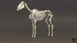 Horse skeleton model 3D model