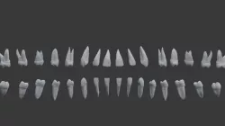 Human Teeth Highly Detailed 3D print model