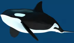 Killer Whale 3D model