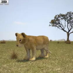 Lion Cub 3D model