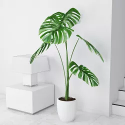 Monstera 02 3D model