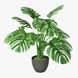 Monstera 3D model